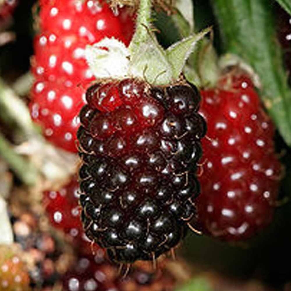 Rubus Boysenberry