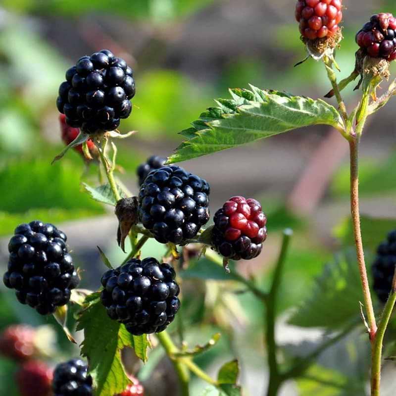 Brombær Rubus fruticosus Navaho