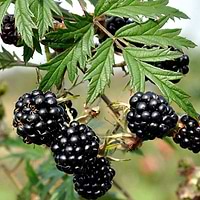 Thornless Evergreen
