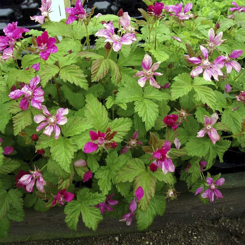 rubus linda