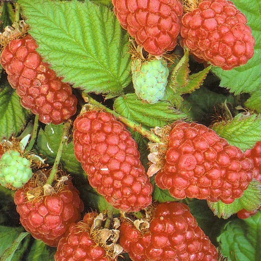 Rubus Loganberry