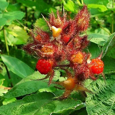 RUBUS PHOENICOLACIUS
