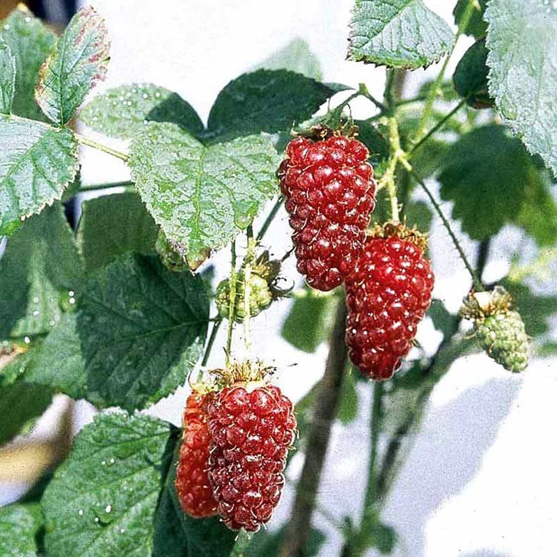 Rubus Tayberry