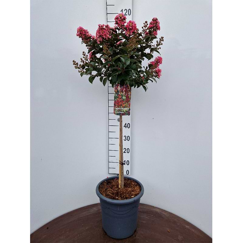 Lagerstroemia indica ('Coral Magic')