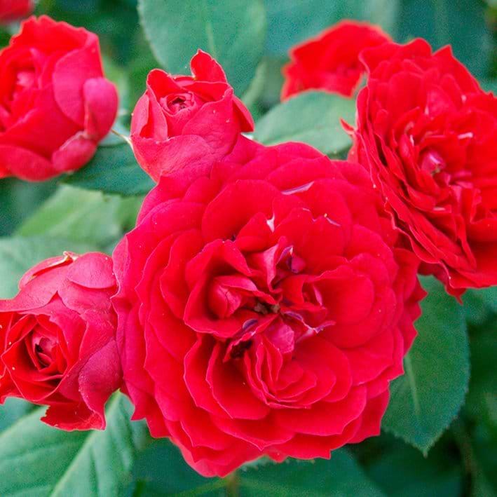 Buketrose Ruby Flower Circus