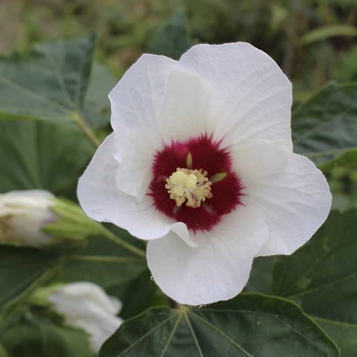 ryrisk rose Ruby Glow