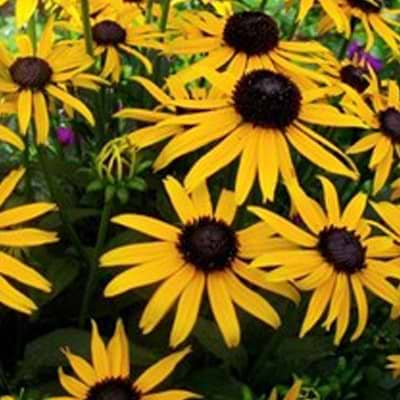 Rudbeckia 'Little Goldstar'