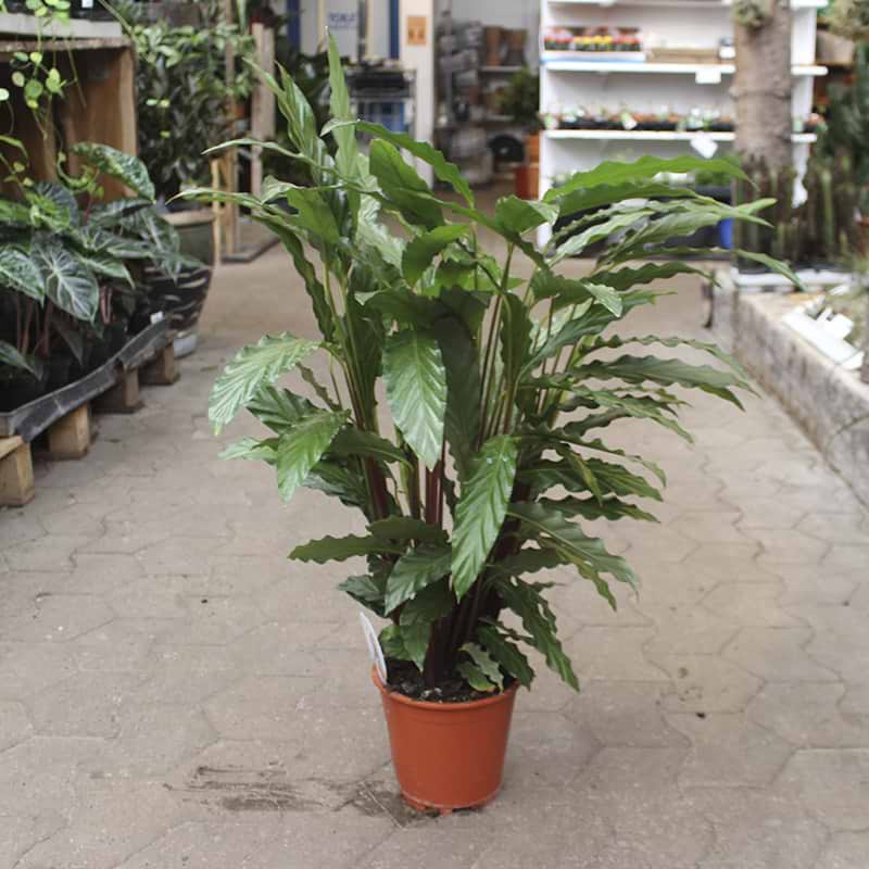 Kalatea (Calathea 'Rufibabra') Stor
