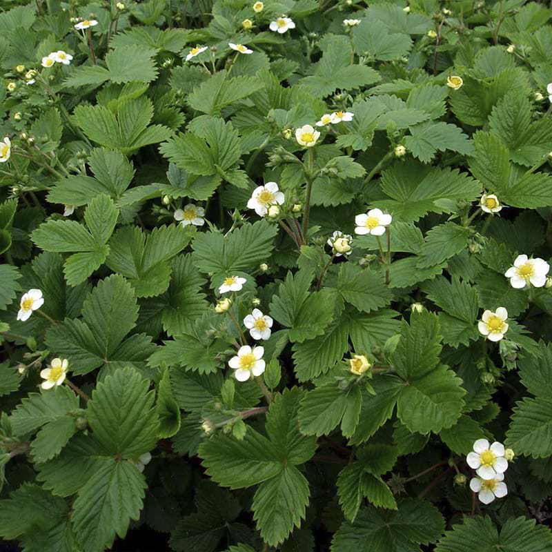 Skovjordbær / immerbær (Fragaria vesca 'Rügen')