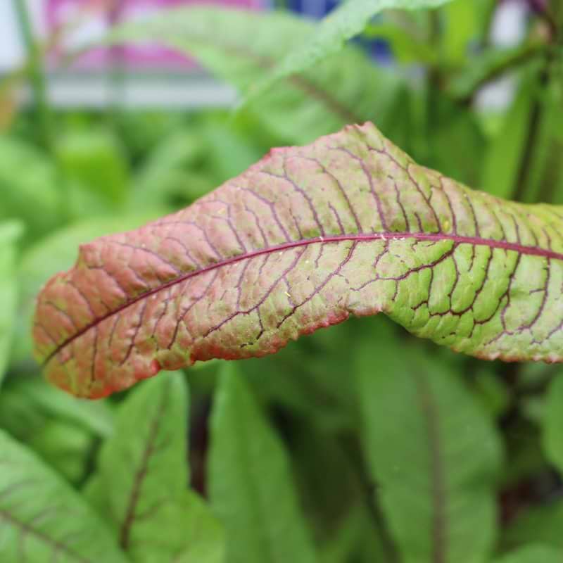 Havesyre/Skovskræppe (Rumex sanguineus)