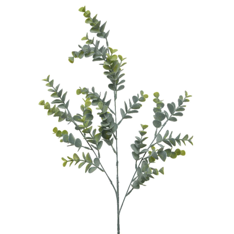 EUCALYPTUS GREN