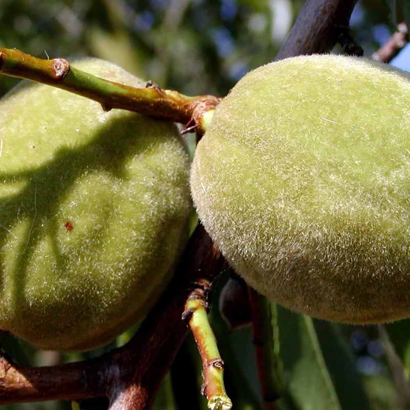 Prunus dulcis Sødmandel