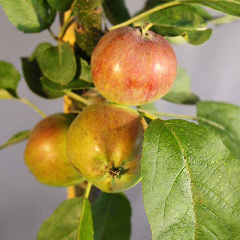 Søjleæbletræ Freja