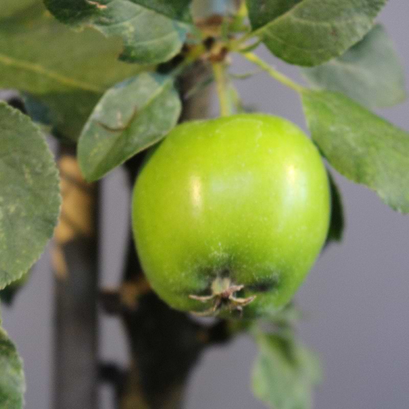 Æbletræ greencats søjle