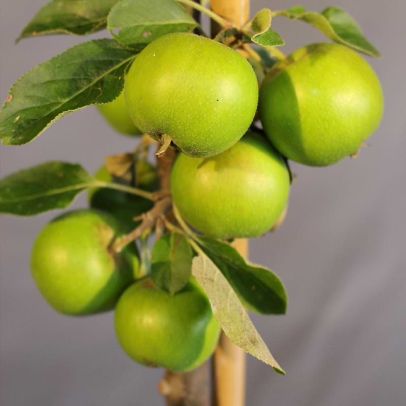 Æbletræ kong skjold søjle