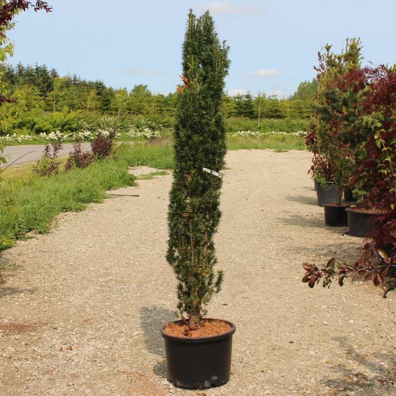 Søjletaks (Taxus baccata 'Fastigiata Robusta')