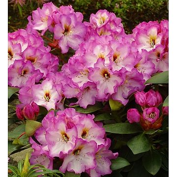 Rhododendron (Rhododendron 'Gunter Dinger') 40-50 cm