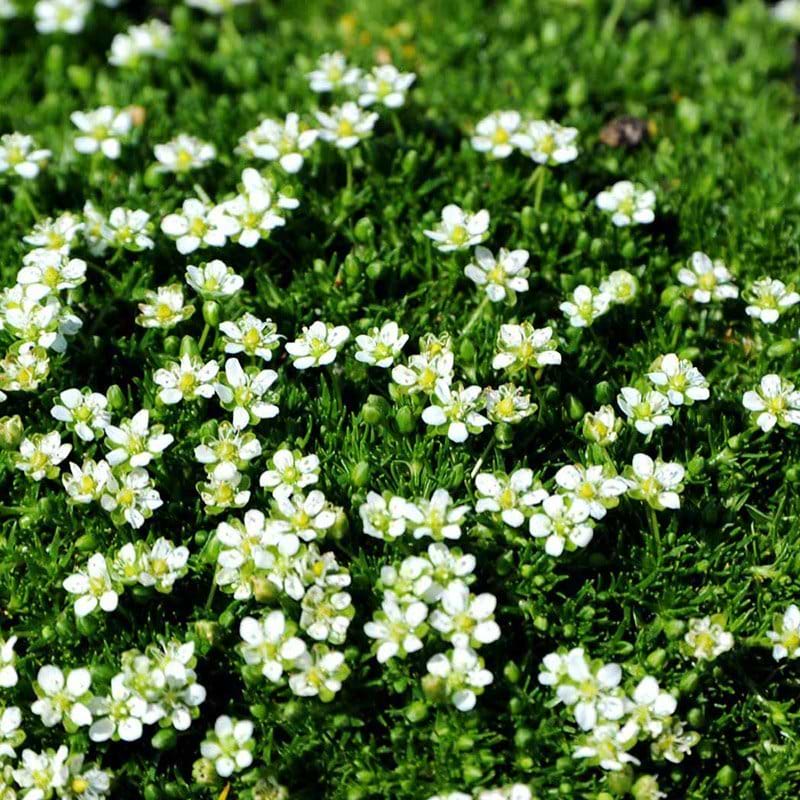 Sagina subulata