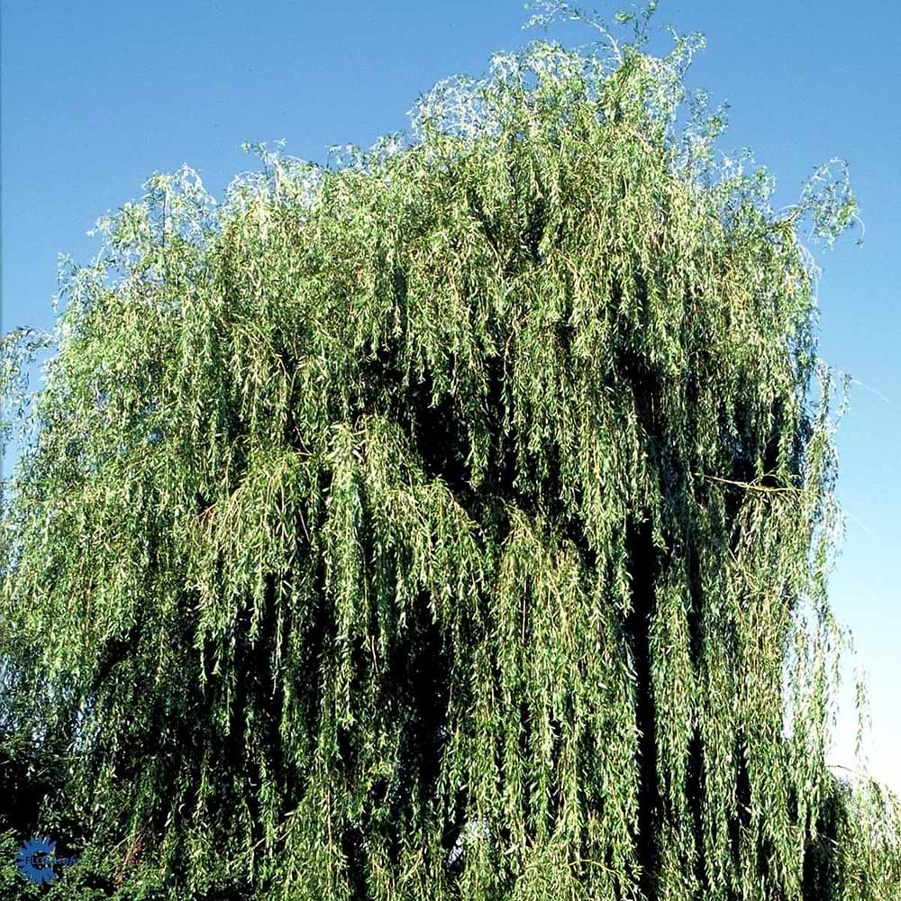 Guldhængepil træ