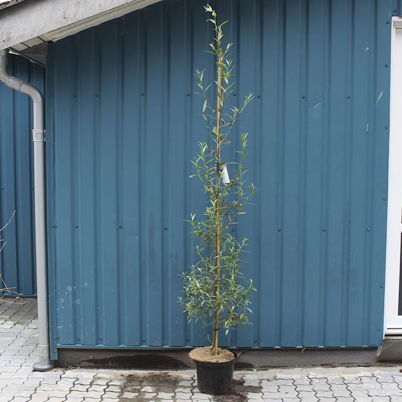Salix Alba Sericea
