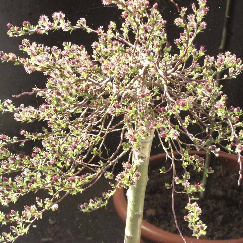 Salix anglorum Yalta opstammet