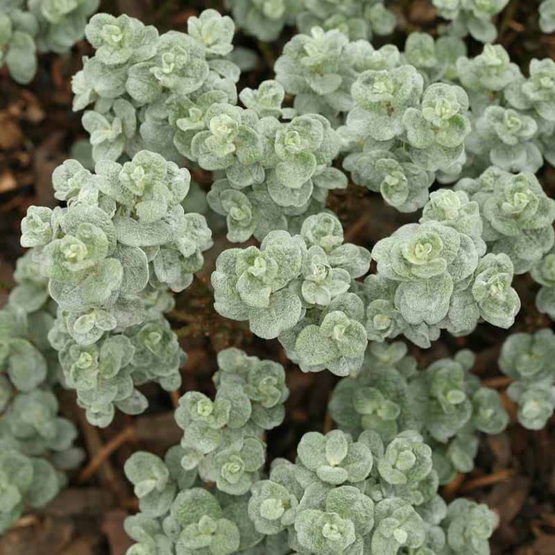 Salix boydii