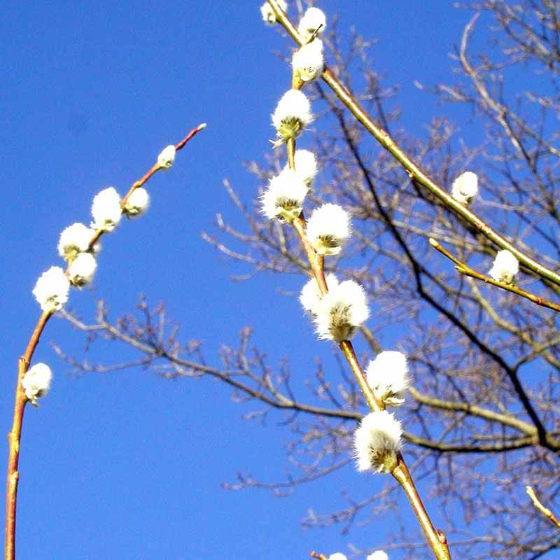 Seljepil (Salix Caprea)  40-80 cm