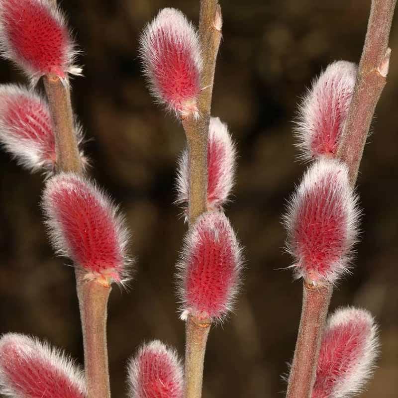 Pil Salix gracilistyla Mount Aso