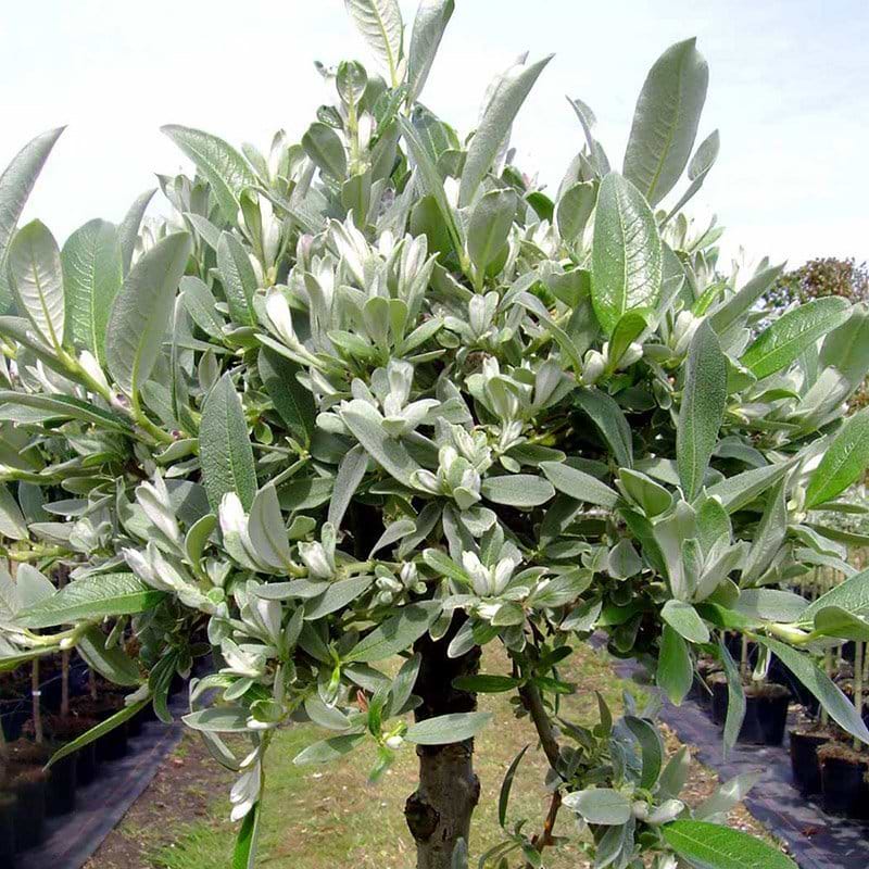 Salix helvetica