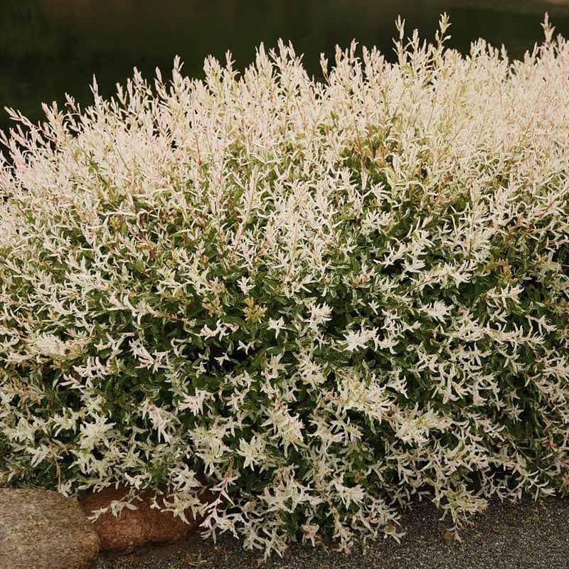 Salix integra Hakuro Nishiki