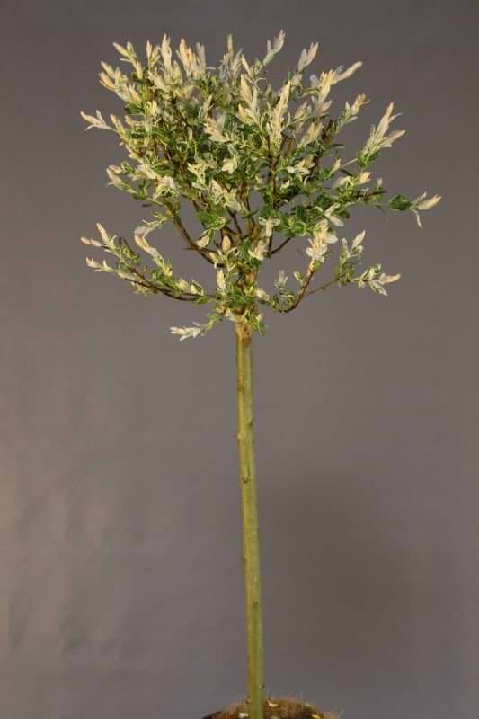 Salix integra Hakuro Nishik opstammet