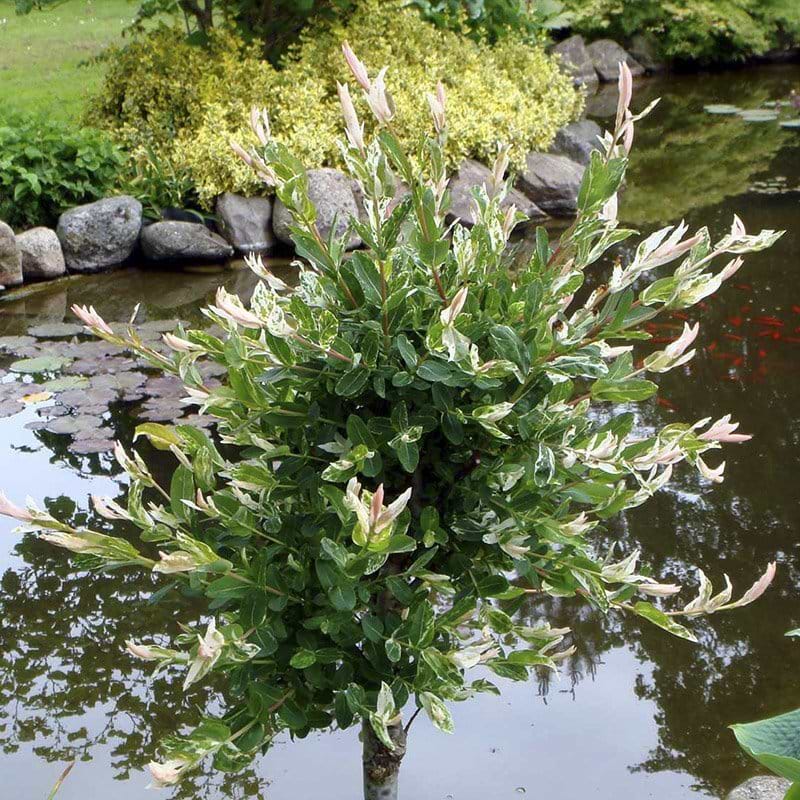 Salix integra Hakuro Nishik opstammet
