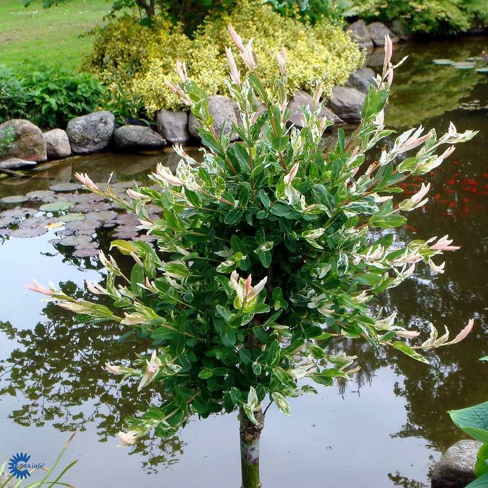 Broget japansk pil opstammet