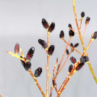 Salix kurome
