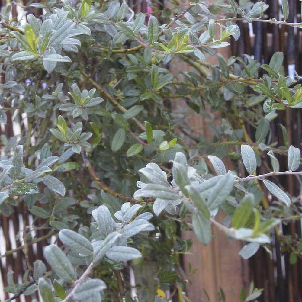 Salix repens Iona
