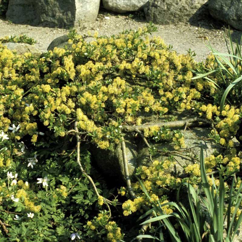 gule blomster