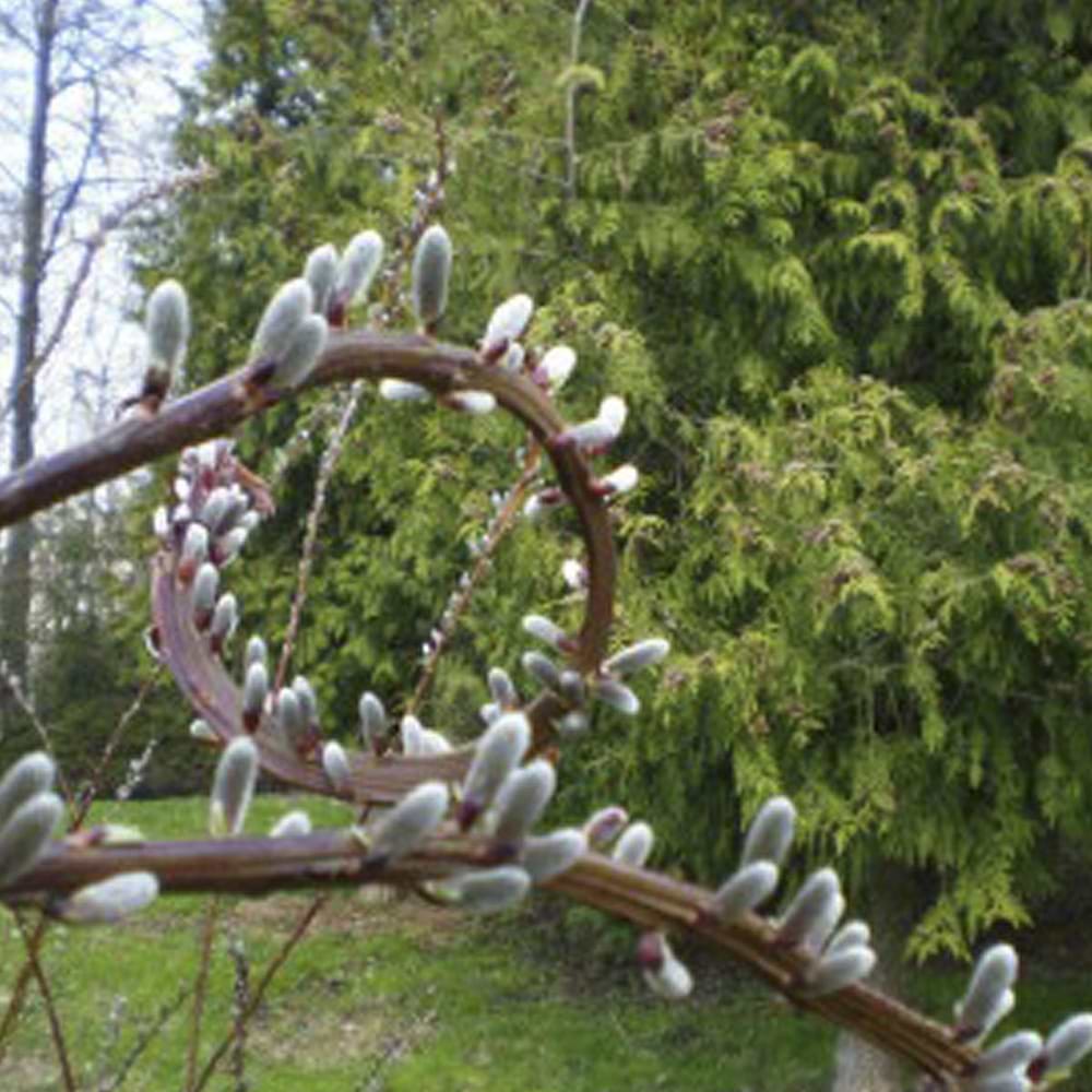 Salix udensis Sekka