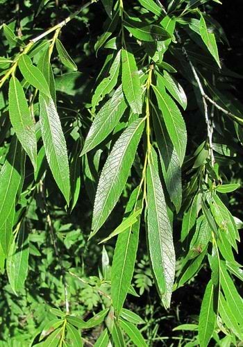 Kaspisk Pil Hækplante (Salix acutifolia) 60-100 cm