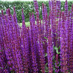 Staudesalvie (Salvia nemorosa 'Caradonna') Potte 13 cm