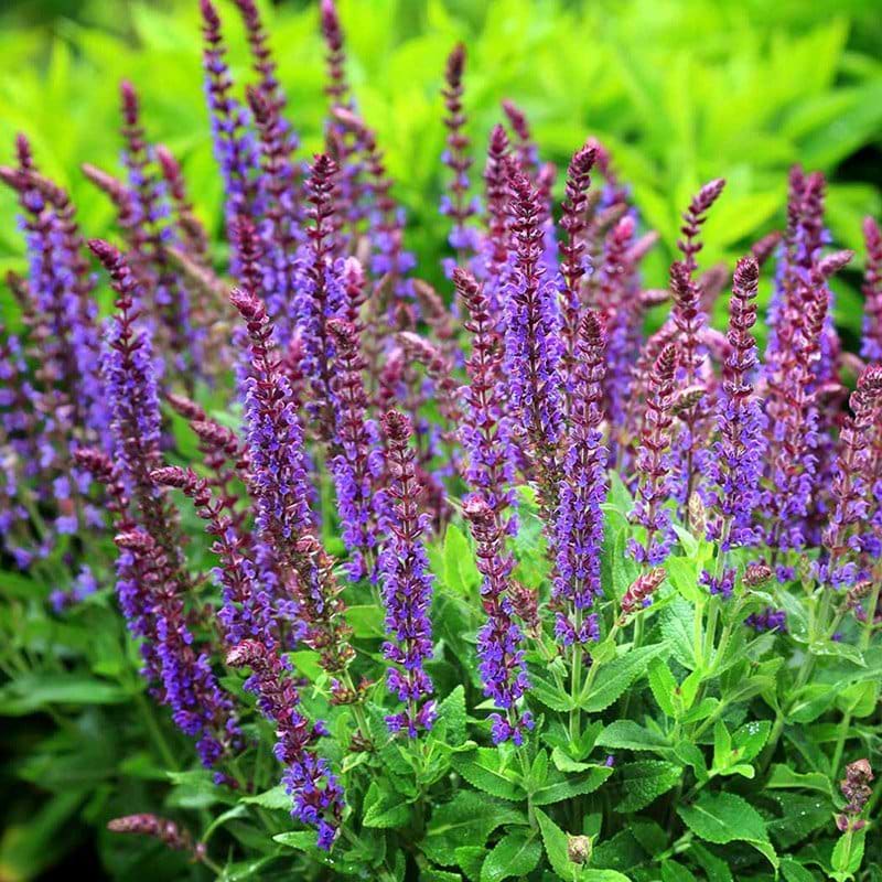 Salvia nemorosa Ostfriesland