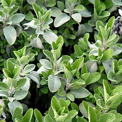 Salvie (Salvia Officinalis)