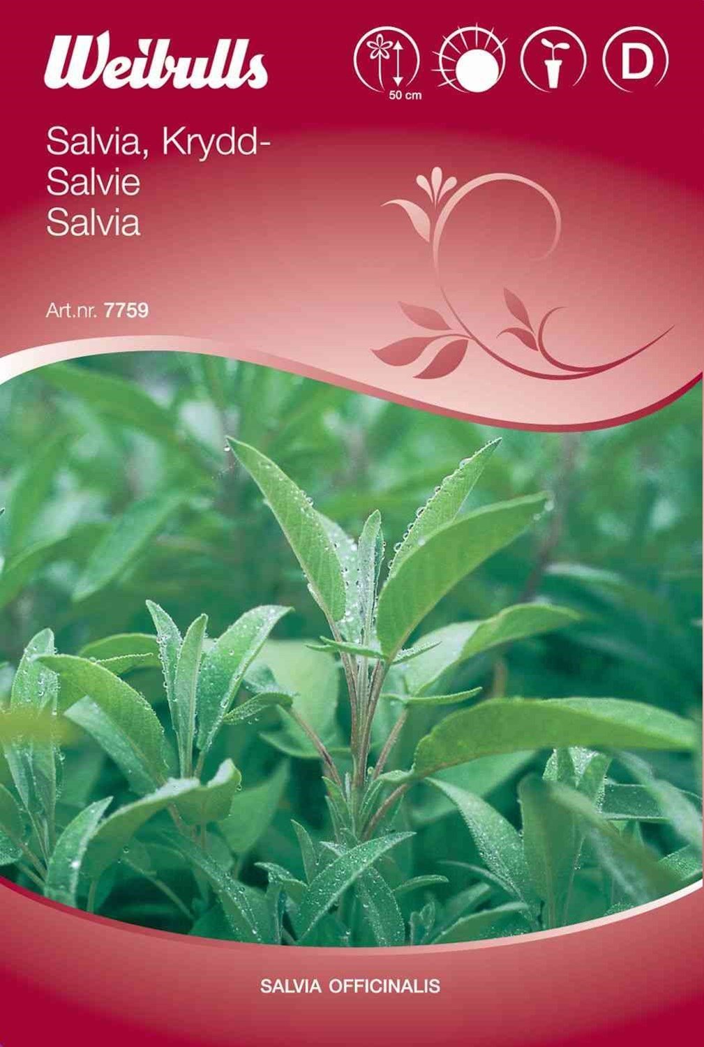 Salviefrø (Kryddersalvie)
