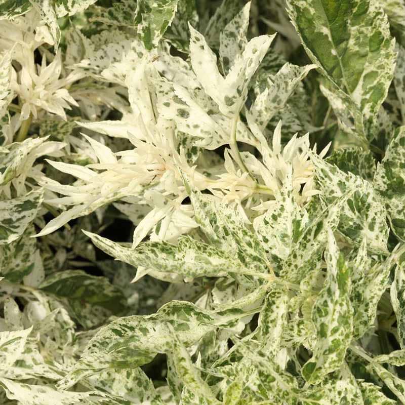 Hyld Hvidbroget Sambucus Pulverulenta