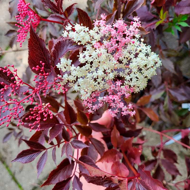 sambucus thundercloud