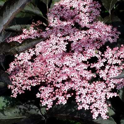 Rødbladet hyld blomst