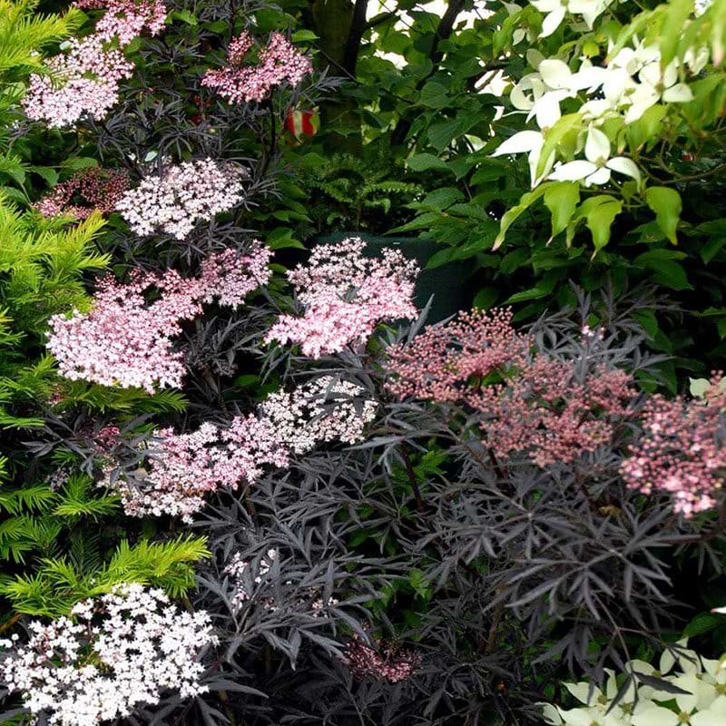 Hyld Rødbladet Sambucus nigra 'Black Lace'