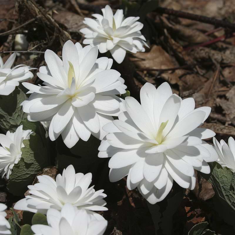 Sanguinaria canadensis 'Multiplex'