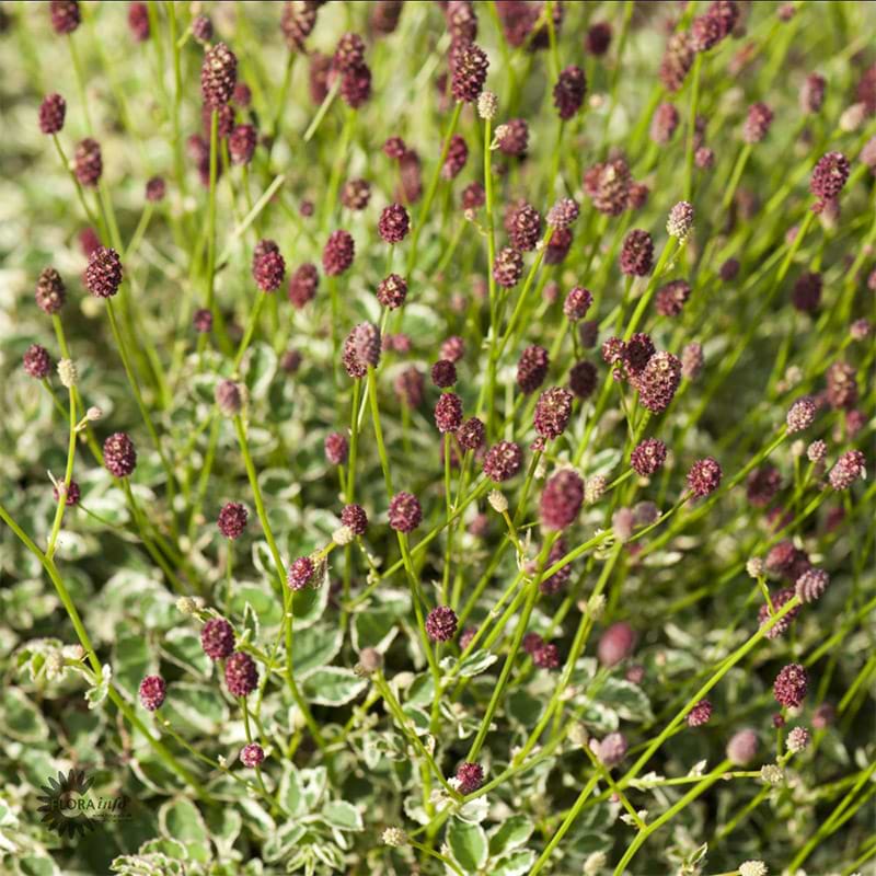 Sanguisorba Officinalis Little Angle