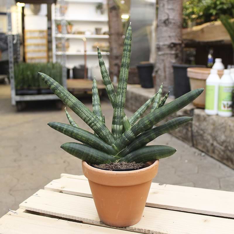 Bajonetplante
