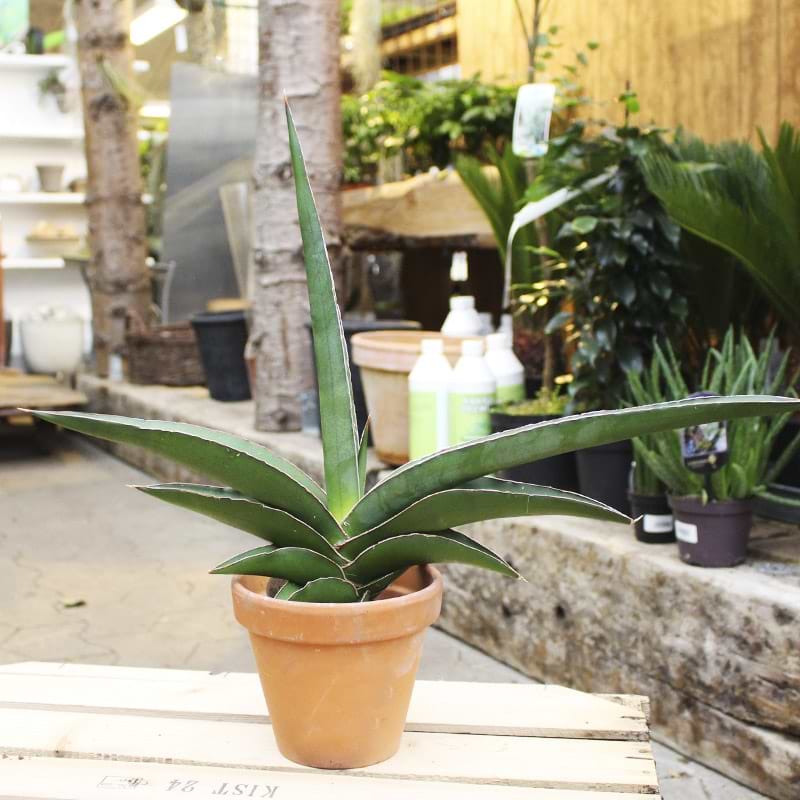 Bajonetplante